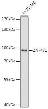 Western blot - ZNF471 Polyclonal Antibody 