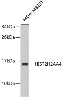 Western blot - HIST2H2AA4 Polyclonal Antibody 