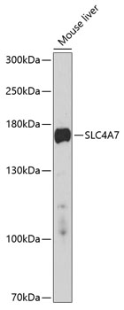 Western blot - SLC4A7 Polyclonal Antibody 
