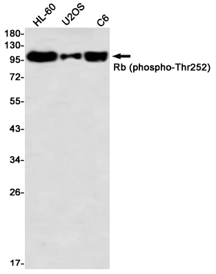 Western blot detection of Rb (phospho-Thr252) in HL-60,U2OS,C6 using Rb (phospho-Thr252) Rabbit mAb(1:1000 diluted)
