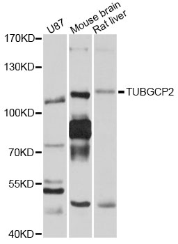 Western blot - TUBGCP2 Polyclonal Antibody 