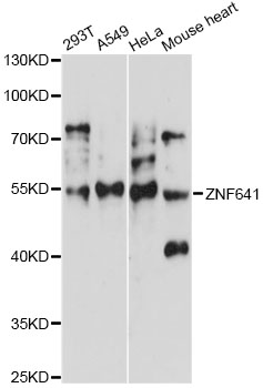 Western blot - ZNF641 Polyclonal Antibody 