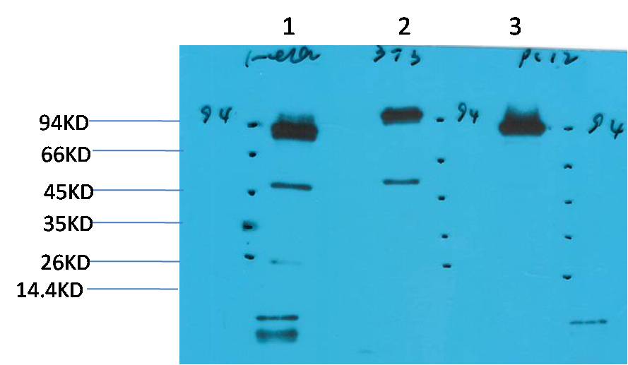 Western blot analysis of 1) Hela, 2)3T3, 3) PC12 with STAT3 Mouse mAb diluted at 1:2,000.