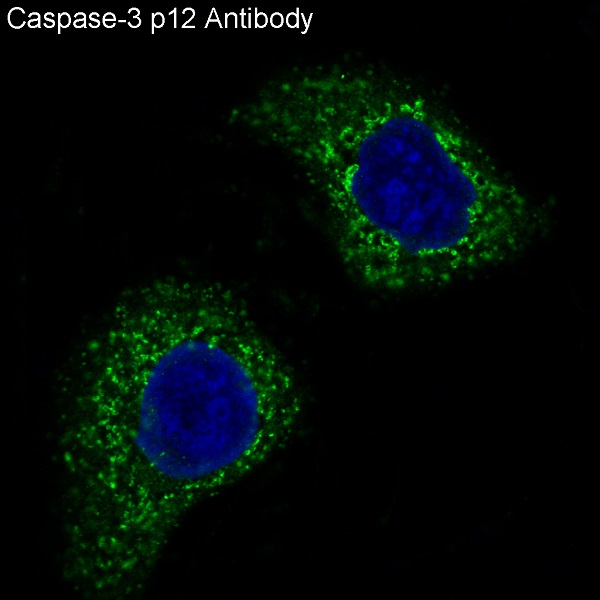 Immunofluorescent analysis of HeLa cells, using Caspase-3 p12 Antibody.