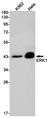 Western blot detection of ERK1 in K562,Hela cell lysates using ERK1 Rabbit pAb(1:1000 diluted).Predicted band size:43kDa.Observed band size:44kDa.