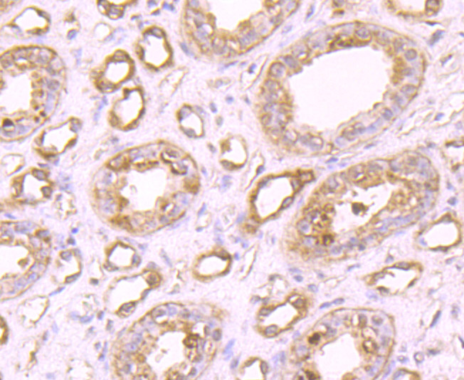Fig3: Immunohistochemical analysis of paraffin-embedded human kidney tissue using anti-PLEKHH1 antibody. Counter stained with hematoxylin.