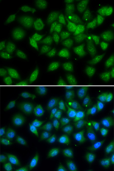 Immunofluorescence - LELP1 Polyclonal Antibody 