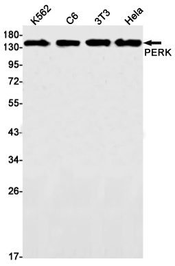 Western blot detection of PERK in K562,C6,3T3,Hela cell lysates using PERK Rabbit mAb(1:1000 diluted).Predicted band size:125kDa.Observed band size:140kDa.