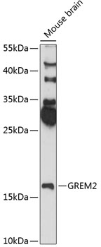 Western blot - GREM2 Polyclonal Antibody 