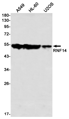 Western blot detection of RNF14 in A549,HL-60,U2OS using RNF14 Rabbit mAb(1:1000 diluted)