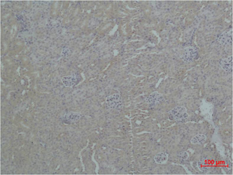 Fig2:; Immunohistochemical analysis of paraffin-embedded Mouse Kidney Tissue using ZBTB45 Polyclonal Antibody.