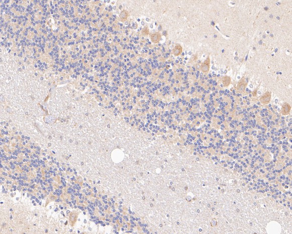 Fig5:; Immunohistochemical analysis of paraffin-embedded rat cerebellum tissue using anti-SYNDIG1 antibody. The section was pre-treated using heat mediated antigen retrieval with Tris-EDTA buffer (pH 8.0-8.4) for 20 minutes.The tissues were blocked in 5% BSA for 30 minutes at room temperature, washed with ddH; 2; O and PBS, and then probed with the primary antibody ( 1/400) for 30 minutes at room temperature. The detection was performed using an HRP conjugated compact polymer system. DAB was used as the chromogen. Tissues were counterstained with hematoxylin and mounted with DPX.