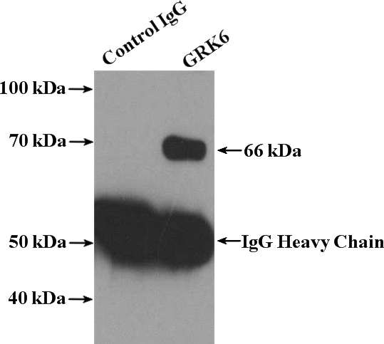 IP Result of anti-GRK6 (IP:Catalog No:111215, 4ug; Detection:Catalog No:111215 1:500) with HEK-293 cells lysate 1120ug.