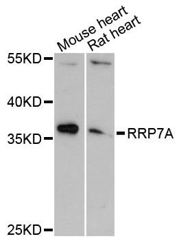 Western blot - RRP7A Polyclonal Antibody 