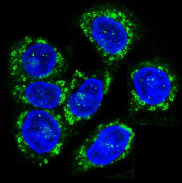 Immunofluorescent analysis of Hela cells, using CCR7 Antibody .