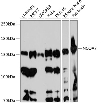 Western blot - NCOA7 Polyclonal Antibody 
