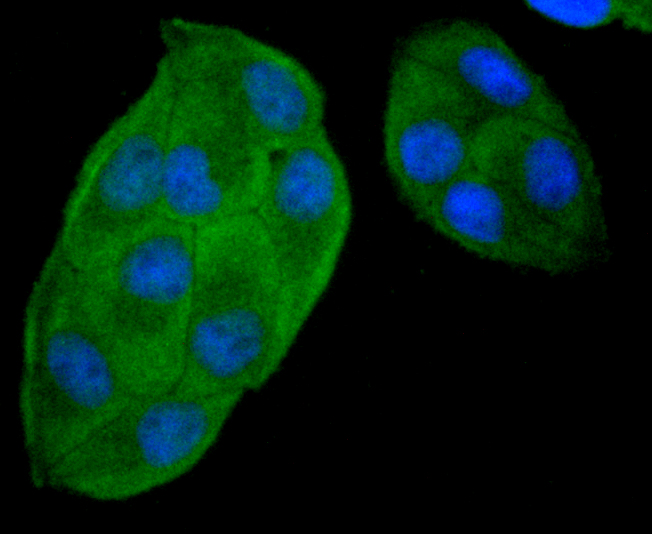 Fig4: ICC staining GPX5 (green) in Hela cells. The nuclear counter stain is DAPI (blue). Cells were fixed in paraformaldehyde, permeabilised with 0.25% Triton X100/PBS.