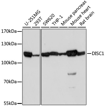Western blot - DISC1 Polyclonal Antibody 