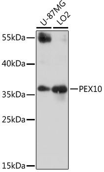 Western blot - PEX10 Polyclonal Antibody 