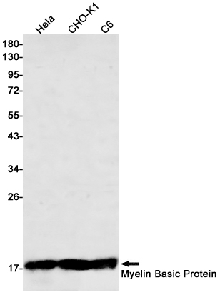 Western blot detection of Myelin Basic Protein in Hela,CHO-K1,C6 cell lysates using Myelin Basic Protein Rabbit mAb(1:500 diluted).Predicted band size:33kDa.Observed band size:18kDa.