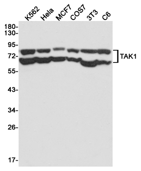 Western blot detection of TAK1 in K562,Hela,MCF7,COS7,3T3 and C6 cell lysates using TAK1 mouse mAb(dilution 1:2000).Predicted band size:67kDa.Observed band size:67,78kDa.