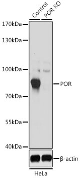 Western blot - POR Polyclonal Antibody 