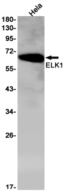 Western blot detection of ELK1 in Hela cell lysates using ELK1 Rabbit pAb(1:1000 diluted).Predicted band size:45kDa.Observed band size:62kDa.