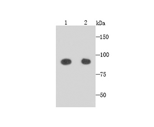 Fig1: Western blot analysis of GRAMD1A on NIH/3T3 (1) and SHG-44 (2) cells lysates using anti-GRAMD1A antibody at 1/1,000 dilution.