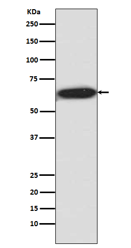 Western blot analysis of SK61 phosphorylation expression in HEK293 cell lysate.