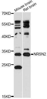 Western blot - NRSN2 Polyclonal Antibody 