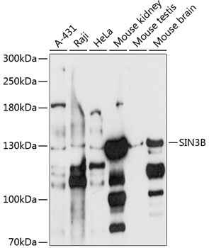 Western blot - SIN3B Polyclonal Antibody 