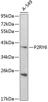 Western blot - P2RY6 Polyclonal Antibody 