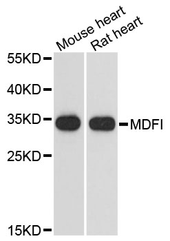 Western blot - MDFI Polyclonal Antibody 