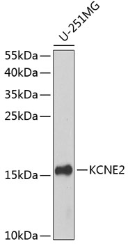 Western blot - KCNE2 Polyclonal Antibody 