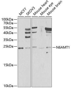 Western blot - N6AMT1 Polyclonal Antibody 
