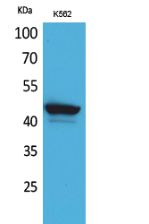 Fig1:; Western Blot analysis of K562 cells using CD1E Polyclonal Antibody.. Secondary antibody（catalog#：HA1001) was diluted at 1:20000