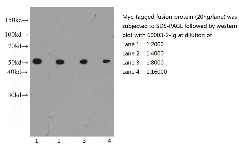 Western blot of Myc-tagged fusion protein with anti-Myc-tag (Catalog No:117332) at various dilutions.