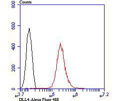 Fig7:; Flow cytometric analysis of DLL4 was done on HUVEC cells. The cells were fixed, permeabilized and stained with the primary antibody ( 1/50) (red). After incubation of the primary antibody at room temperature for an hour, the cells were stained with a Alexa Fluor®488 conjugate-Goat anti-Rabbit IgG Secondary antibody at 1/1000 dilution for 30 minutes.Unlabelled sample was used as a control (cells without incubation with primary antibody; black).