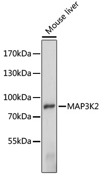 Western blot - MAP3K2 Polyclonal Antibody 