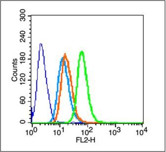 Fig4: Blank control (blue line): Hela (blue).; Primary Antibody (green line): Rabbit Anti-Pan Cytokeratin antibody ; Dilution: 1μg /10^6 cells;; Isotype Control Antibody (orange line): Rabbit IgG .; Secondary Antibody (white blue line): Goat anti-rabbit IgG-PE; Dilution: 1μg /test.; Protocol; The cells were fixed with 70% methanol (Overnight at 4℃) and then permeabilized with 90% ice-cold methanol for 20 min at -20℃. Cells stained with Primary Antibody for 30 min at room temperature. The cells were then incubated in 1 X PBS/2%BSA/10% goat serum to block non-specific protein-protein interactions followed by the antibody for 15 min at room temperature. The secondary antibody used for 40 min at room temperature. Acquisition of 20,000 events was performed.