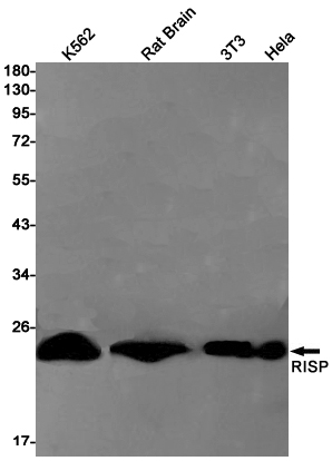 Western blot detection of RISP in K562,Rat Brain,3T3,Hela cell lysates using RISP Rabbit pAb(1:1000 diluted).Predicted band size:30kDa.Observed band size:24kDa.