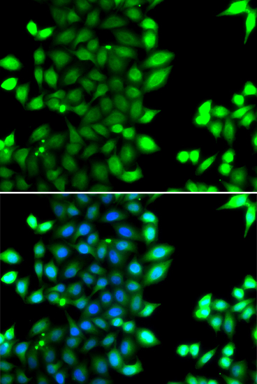 Immunofluorescence - RNF7 Polyclonal Antibody 