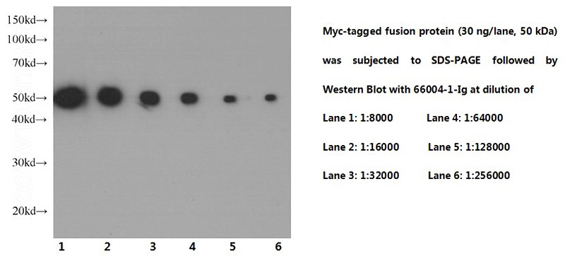 Western Blot of Myc-tagged fusion protein with mouse anti-Myc tag monoclonal antibody(Catalog No:117333) at various dilutions.