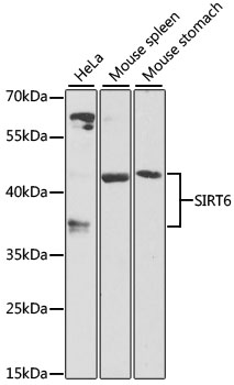 Western blot - SIRT6 Polyclonal Antibody 