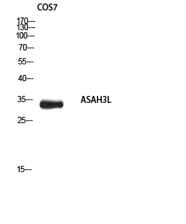 Fig1:; Western blot analysis of COS7 using ASAH3L antibody.. Secondary antibody（catalog#：HA1001) was diluted at 1:20000