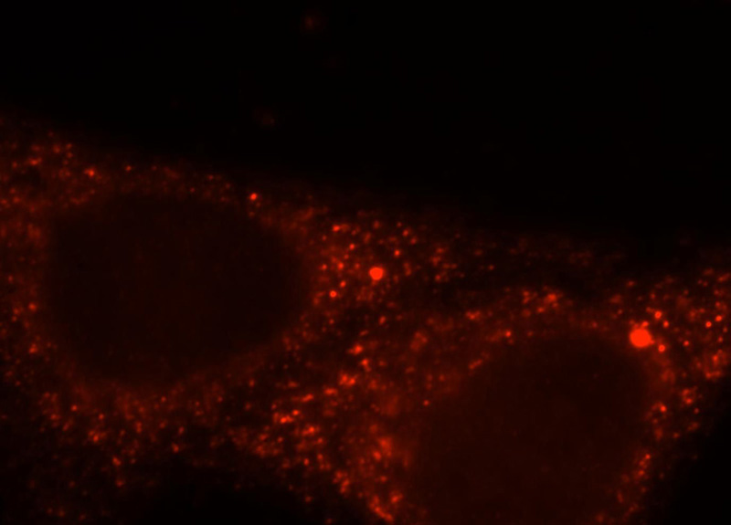 Immunofluorescent analysis of HepG2 cells, using PLCL2 antibody Catalog No:113950 at 1:25 dilution and Rhodamine-labeled goat anti-rabbit IgG (red).