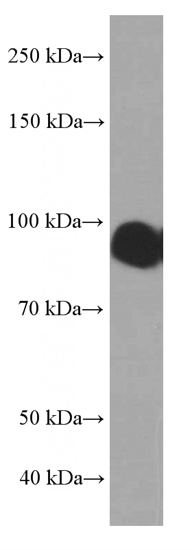 Raji cells were subjected to SDS PAGE followed by western blot with Catalog No:107272(ICAM-1 Antibody) at dilution of 1:2000