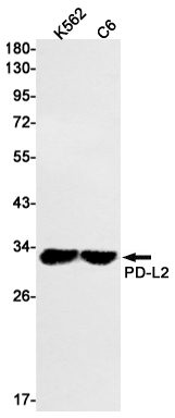 Western blot detection of PD-L2 in K562,C6 cell lysates using PD-L2 Rabbit mAb(1:1000 diluted).Predicted band size:31kDa.Observed band size:31kDa.