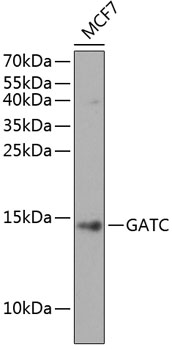 Western blot - GATC Polyclonal Antibody 