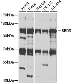 Western blot - BRD3 Polyclonal Antibody 